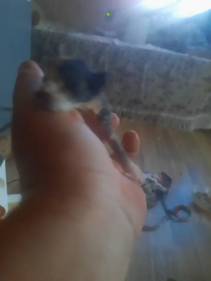 Котята Майн куе, фотография 4