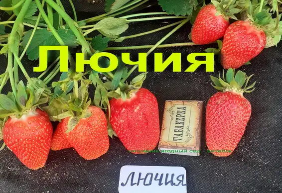 Купить САЖЕНЦЫ КЛУБНИКИ -50 сортов - в Минске  с питомника, фотография 20