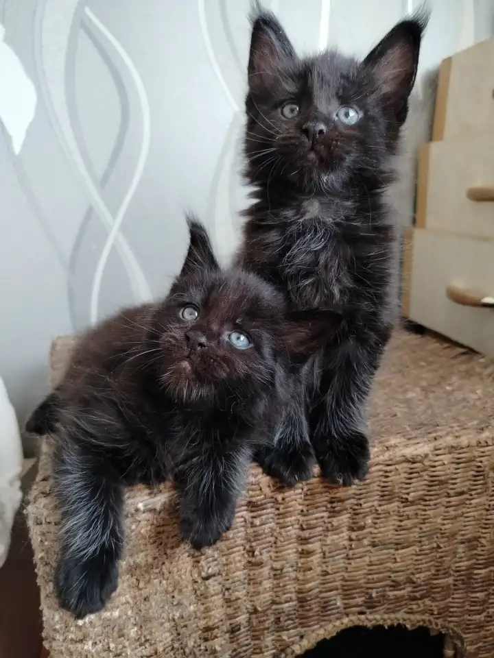 Мейн кун котята, фотография 9