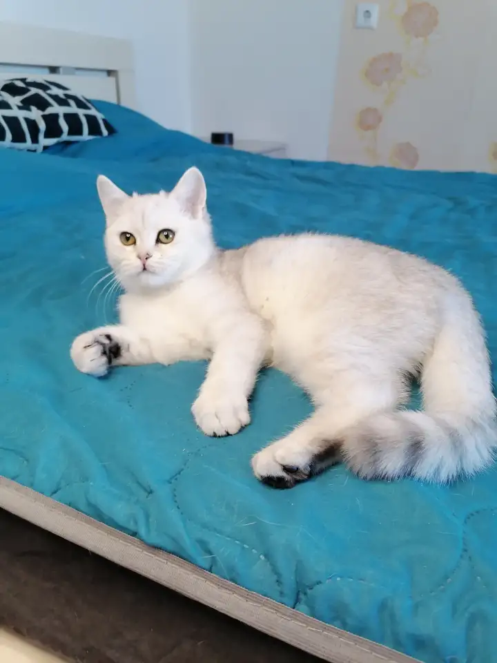 Британский котёнок, фотография 3