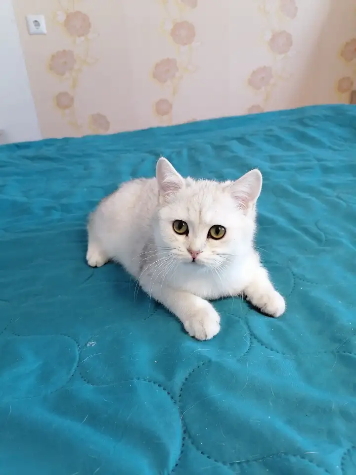 Британский котёнок, фотография 5