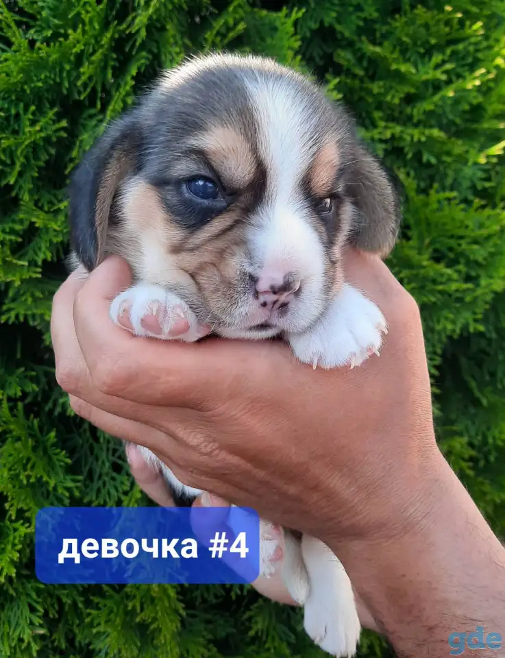 Щенки Бигля., фотография 2