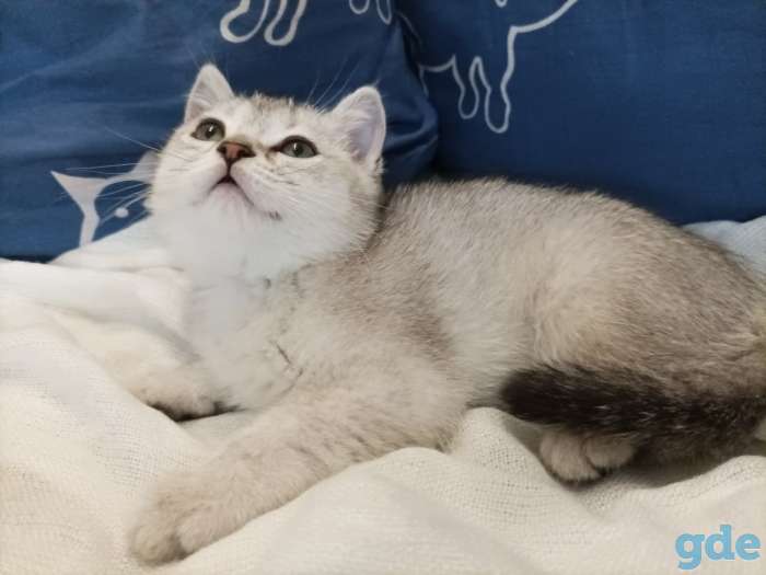 Чистокровные шотландские короткошерстные котята, фотография 4