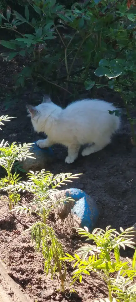 Котята в дар, фотография 3