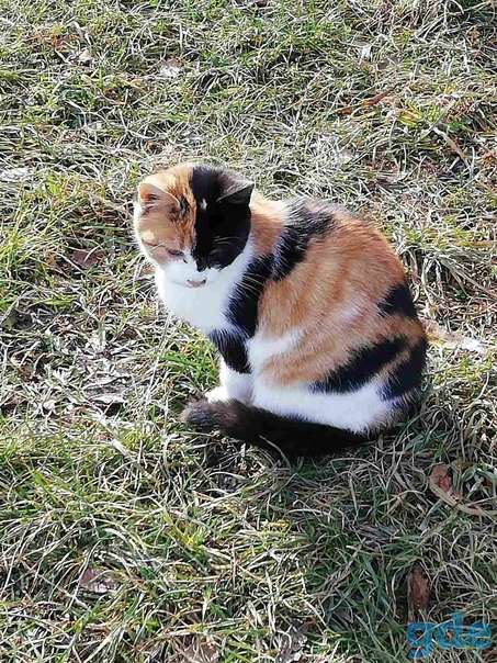 Котики ищут дом, фотография 4