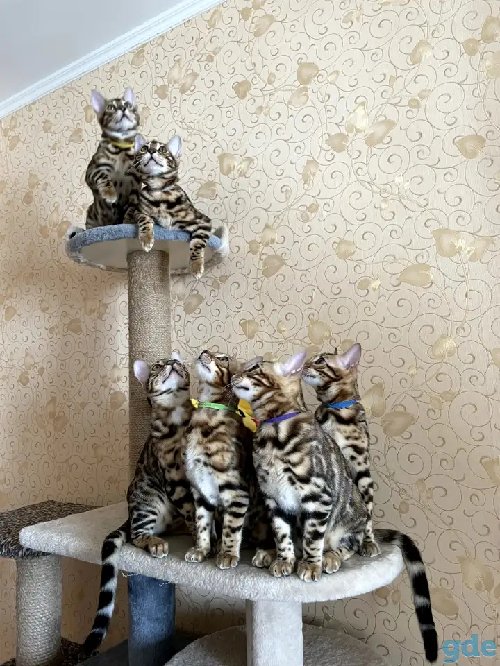 Бенгальские котята, фотография 9