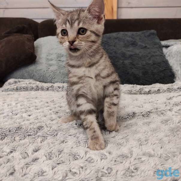 Котенок ищет дом, фотография 1