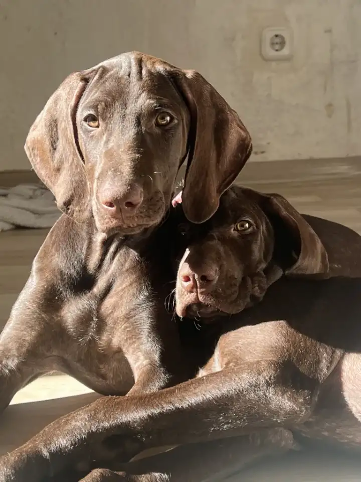Курцхаара щенки с родословной, фотография 2