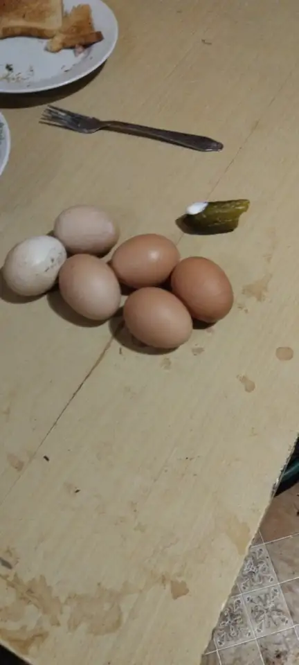Домашние яйца, фотография 1