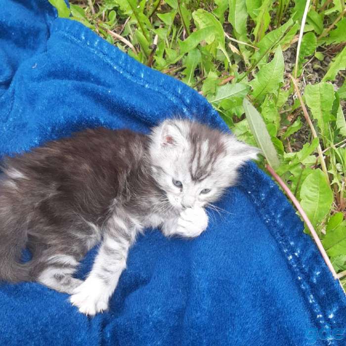 Продам котят. Мэйн-кун., фотография 2