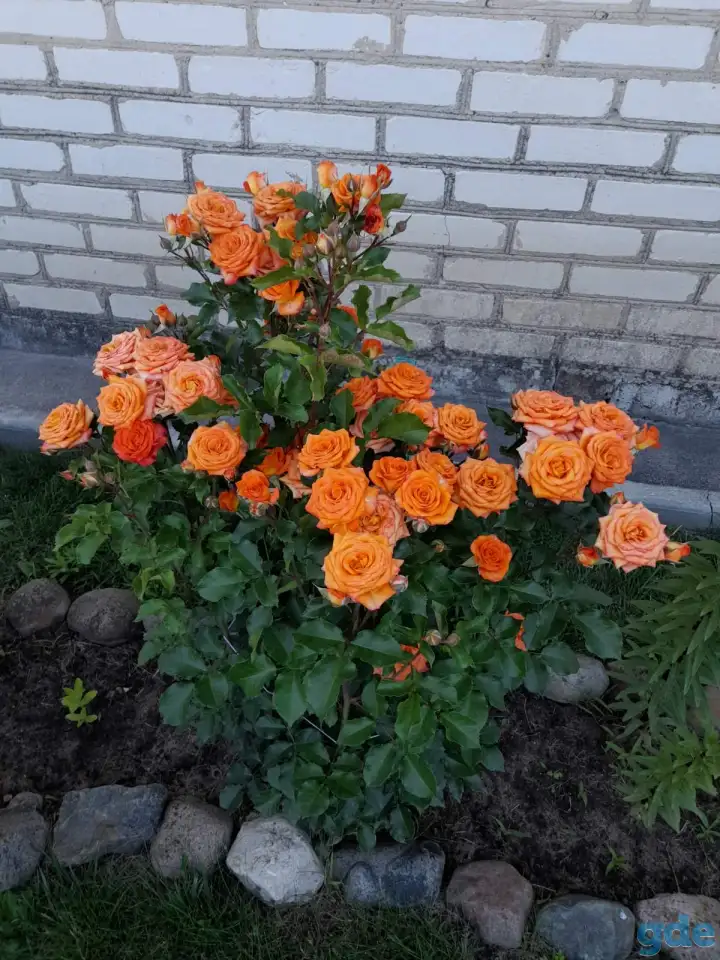 саженцы роз, фотография 3