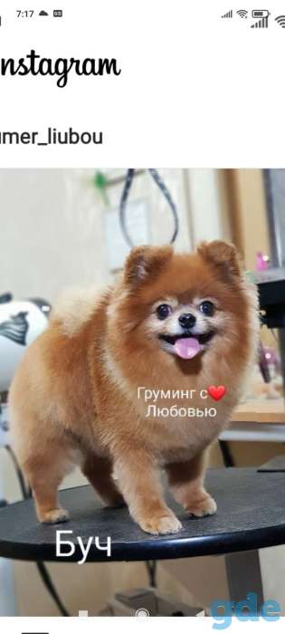 Щенки шпица, фотография 11