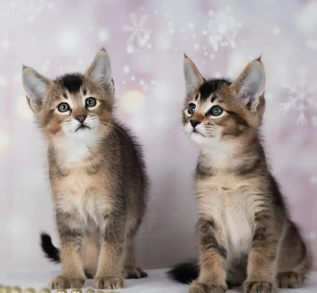 В продаже котята Каракат f4 и Каракат f5., фотография 4