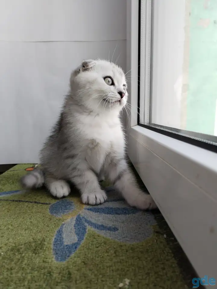 Скоттиш-страйт, шотландцы, фотография 7