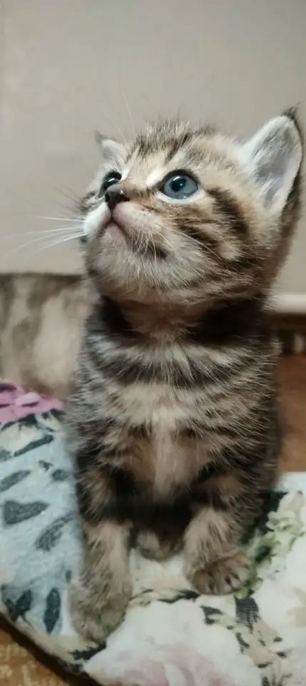 Британские котята, фотография 1