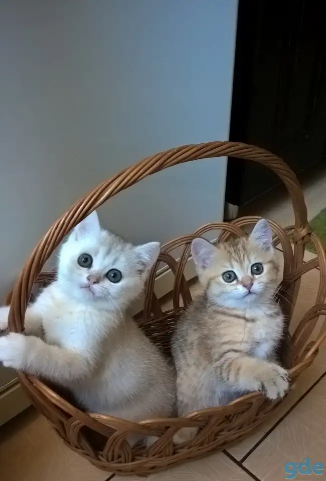 Шотландские котята, фотография 2