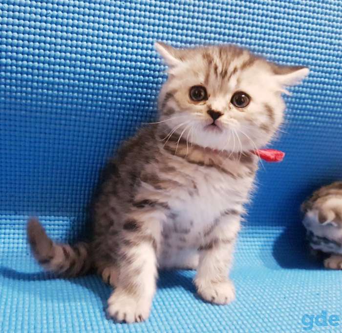 шотландские котята, фотография 5