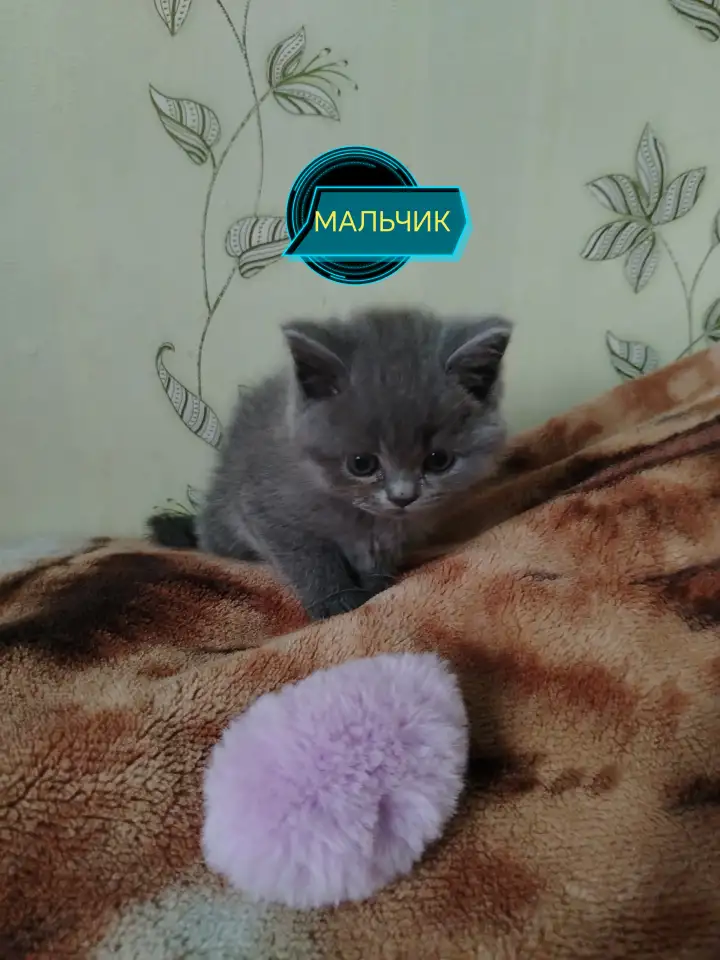 Продаю шотландских вислоухих и прямоухих котят, фотография 2