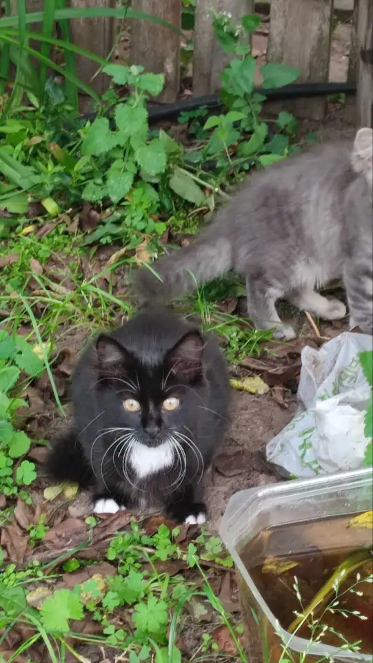 Класные котята, фотография 2
