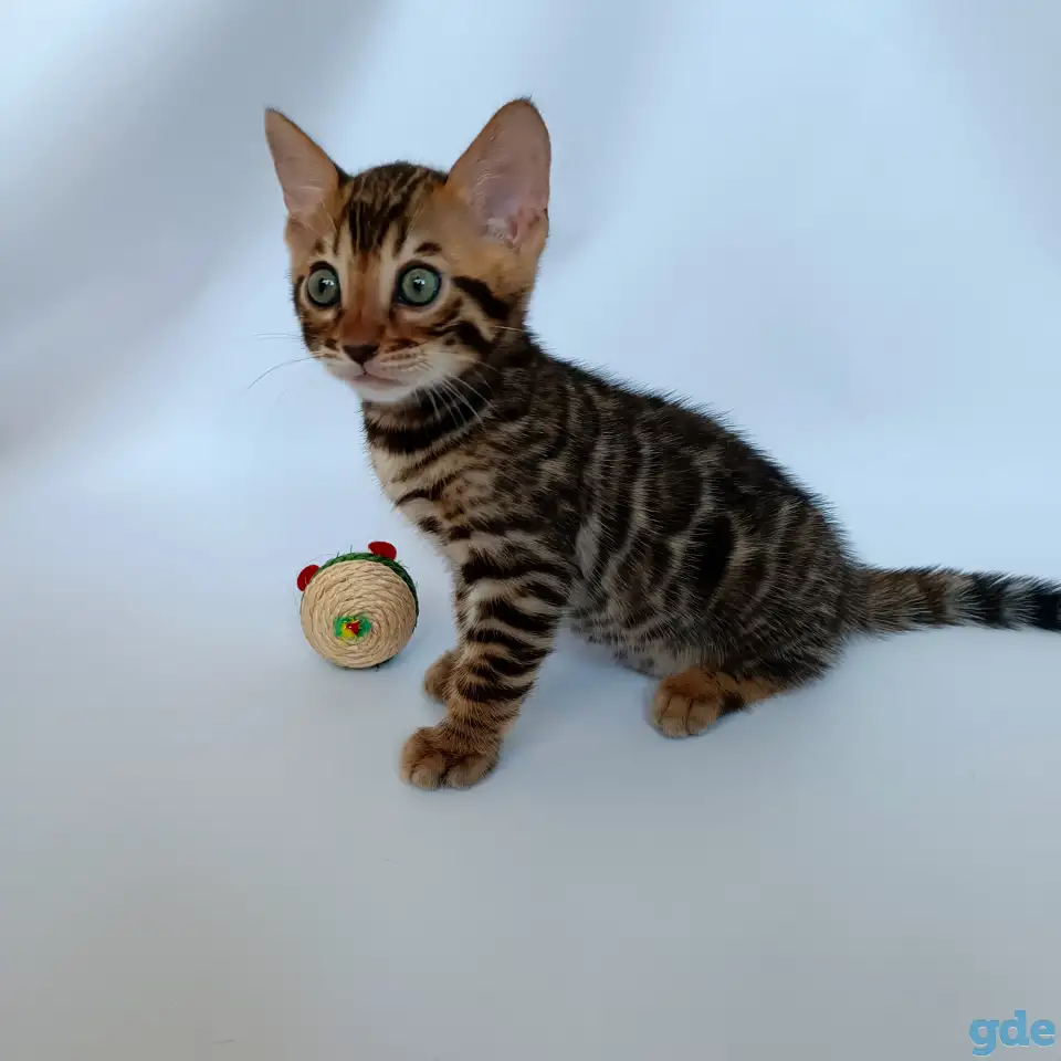 Бенгальские котята, фотография 3