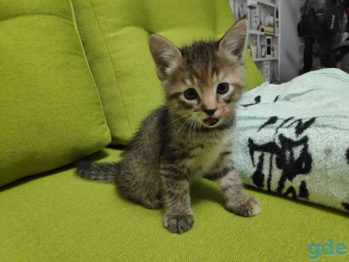 Котята в хорошие руки, фотография 3