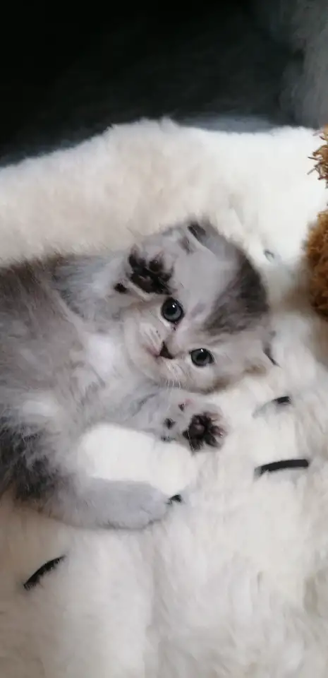 Котята шотландские вислоухие, фотография 1