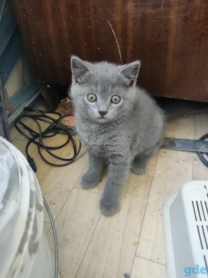Британский котенок голубого окраса., фотография 2