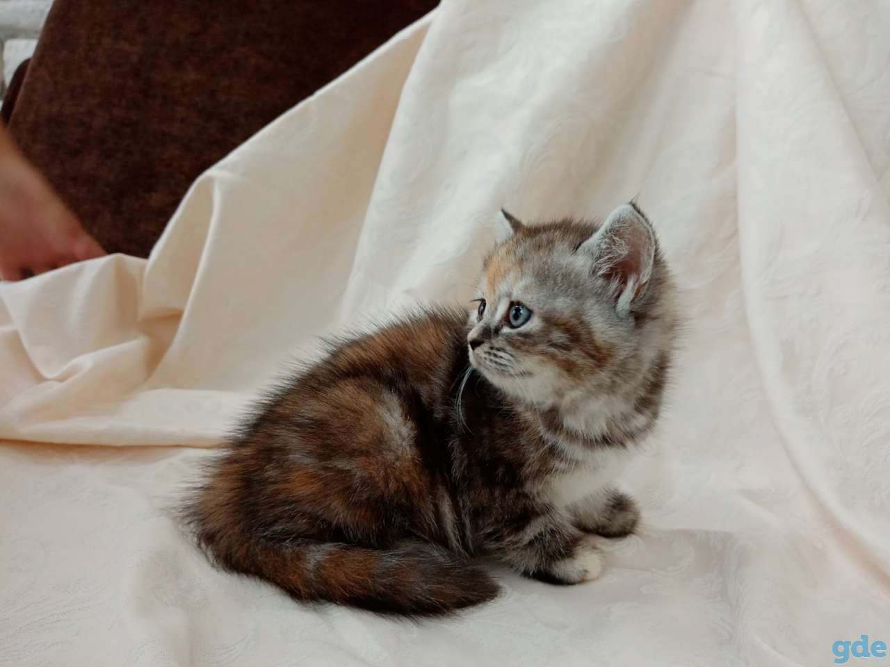 Продаю шотландских котят, фотография 2
