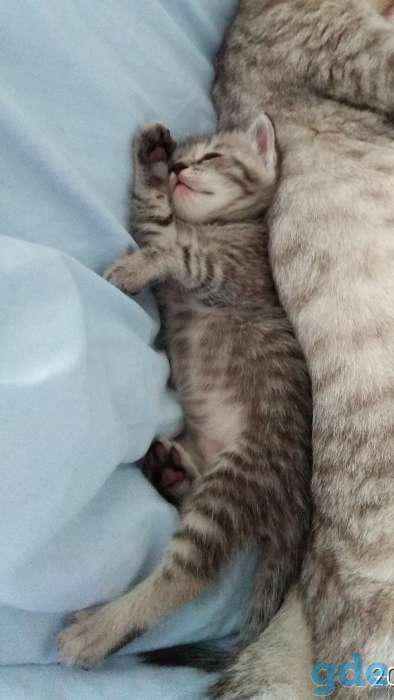 Шотландские котята, фотография 7