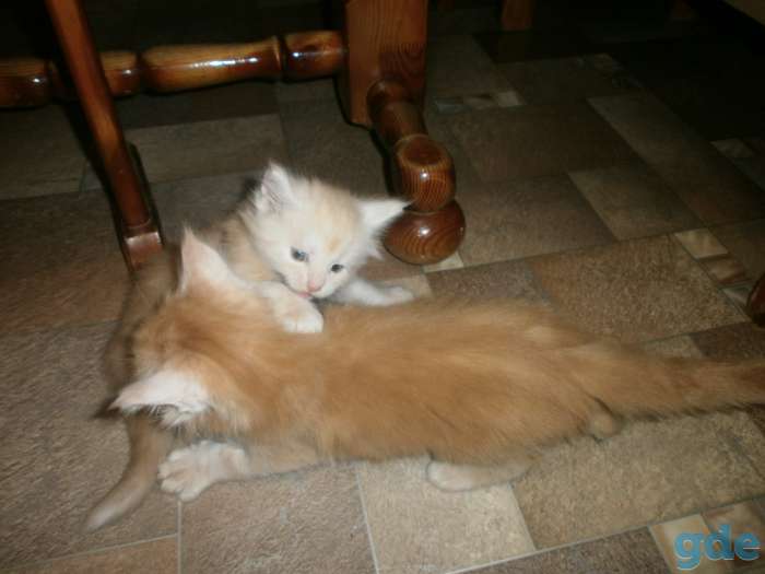 Котята Мейн-Кун, фотография 4