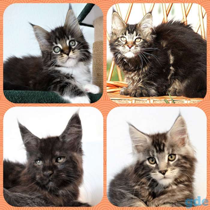 котята мейн кун, фотография 1