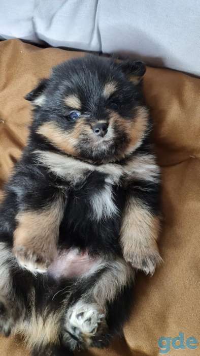Померанский шпиц мальчик 1 месяц, фотография 3