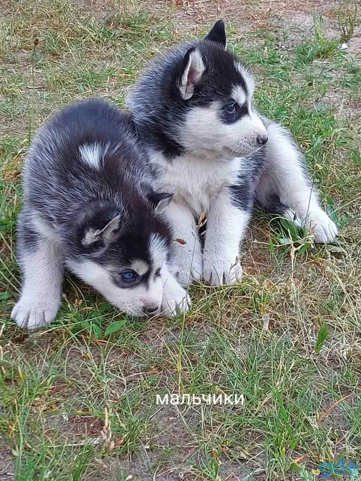 Продажа щенков, фотография 3