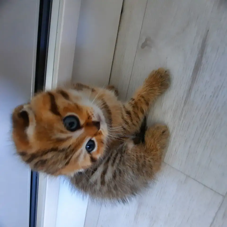 Шотландский вислоухий котенок, фотография 2