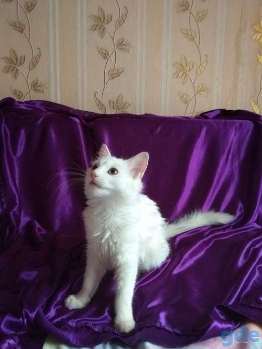 Котята Мейн-кун, фотография 1