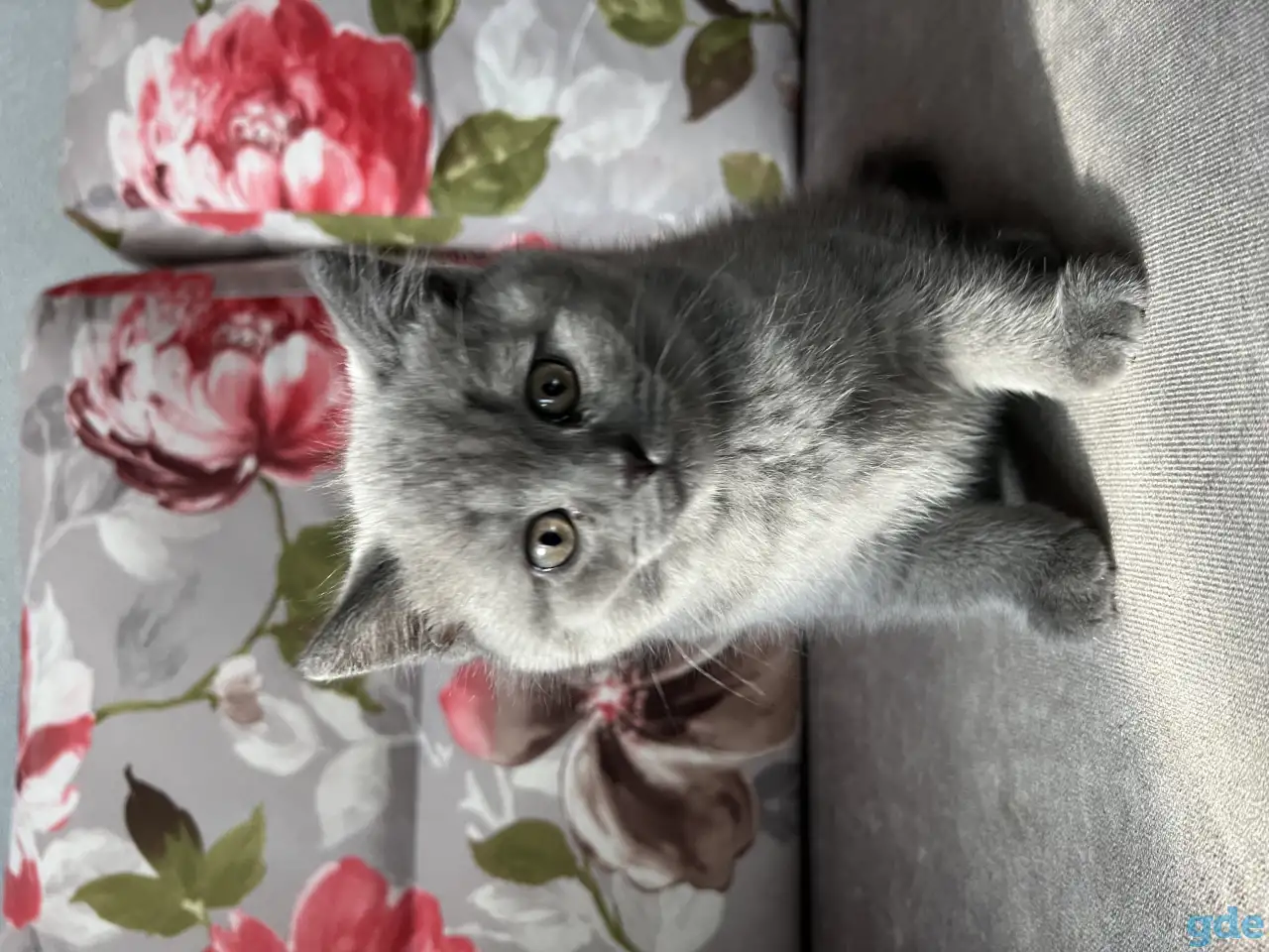 Шотландские котята, фотография 1
