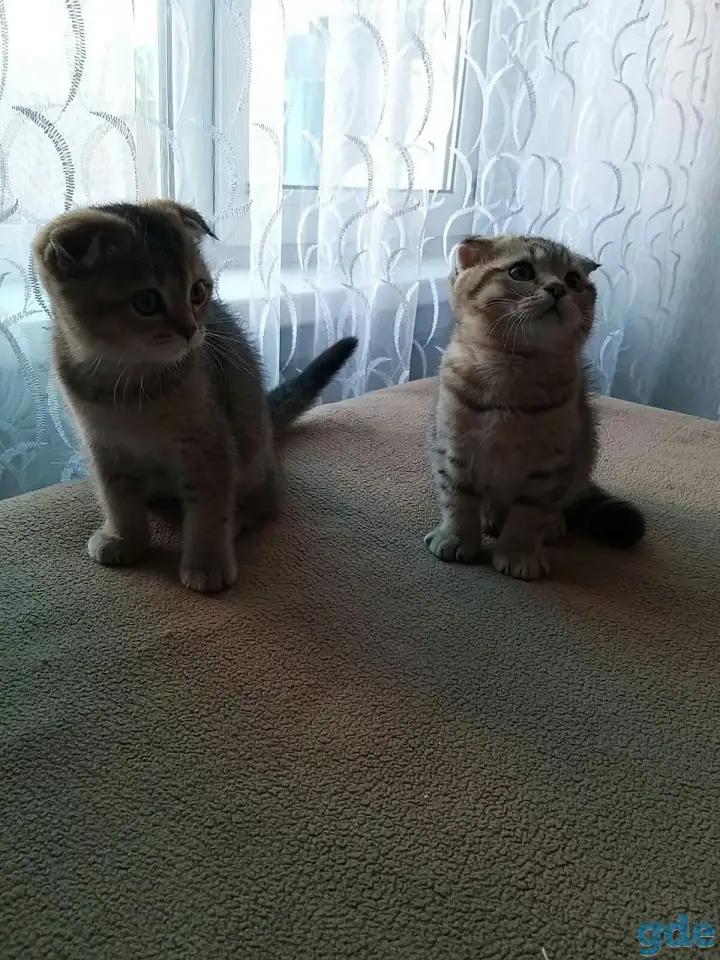 Шотландские вислоухие котята, фотография 2