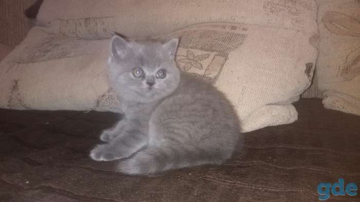 Котята британской породы, фотография 3