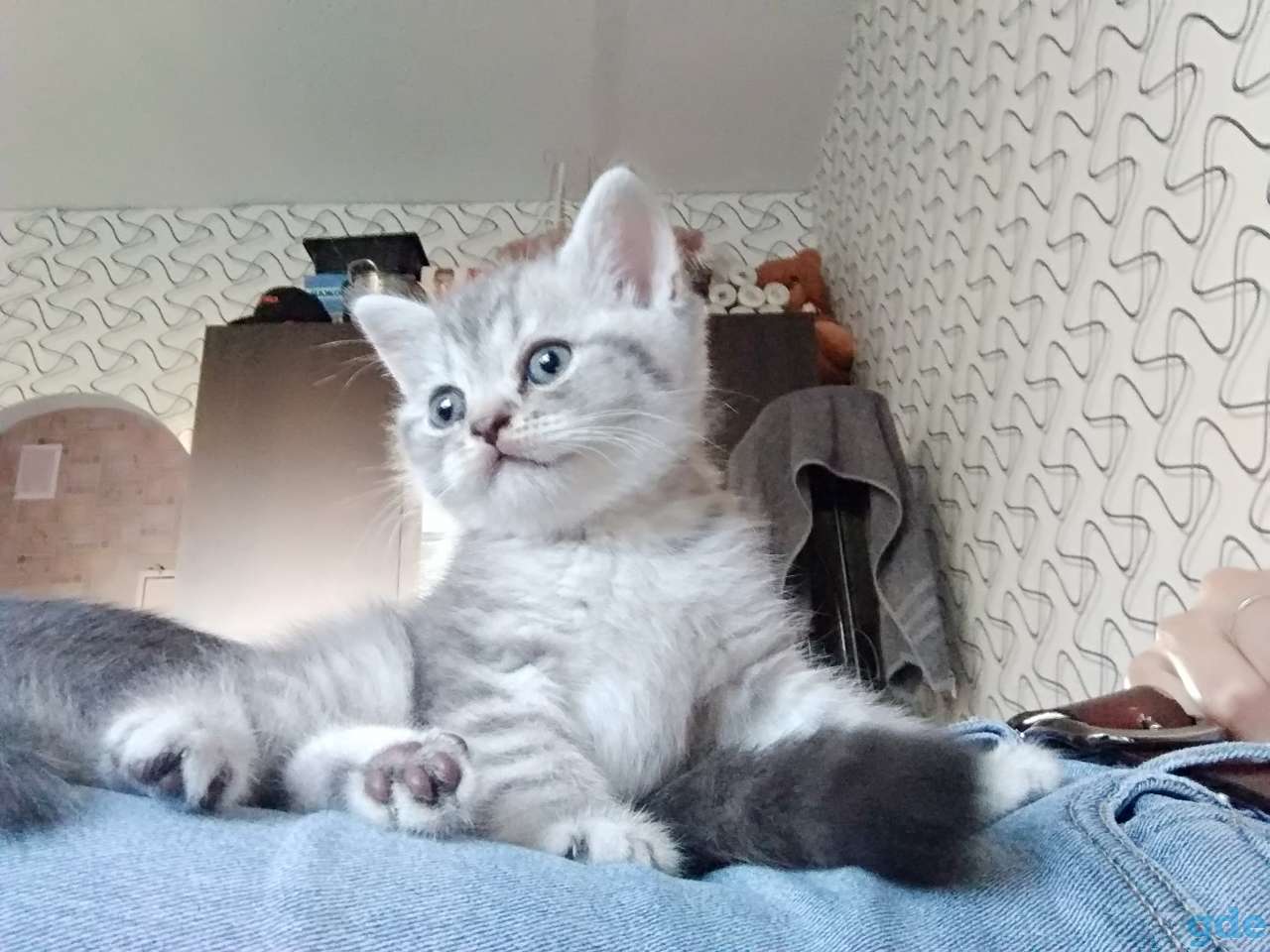 Шотландские котята, фотография 4