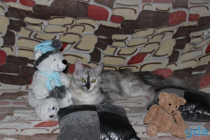 Котята Мейн Кун, фотография 7