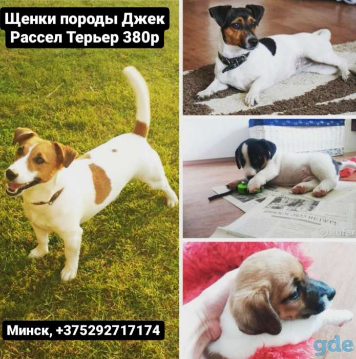 Щенки Джек Рассел терьер, фотография 1