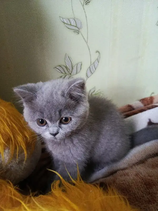 Продаю шотландских котят, фотография 6