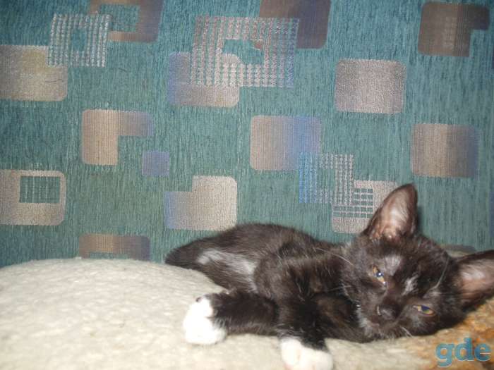 котёнок 3 меяца мальчик в дар, фотография 3