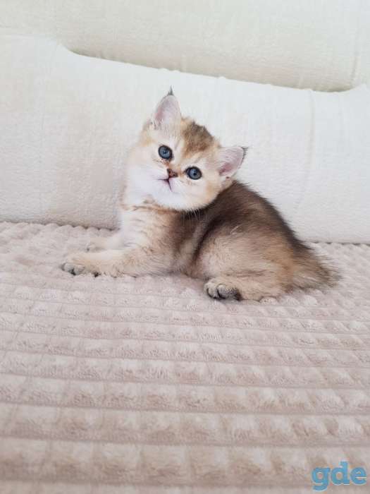 Чистокровные шотландские котята, фотография 5