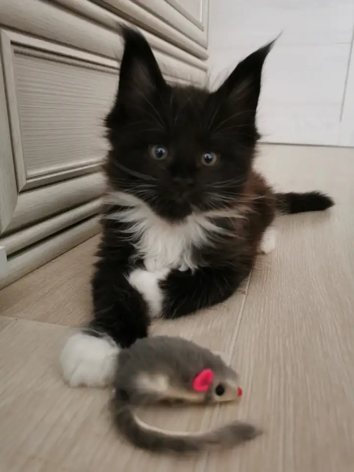 Котятa Мейн Куны из серцифицированного питомника, фотография 8