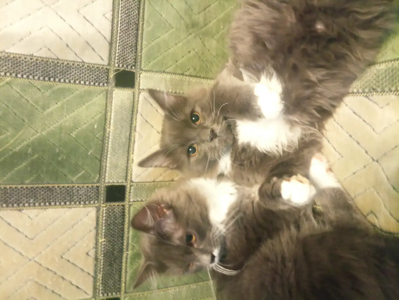 Котята в добрые руки, фотография 2