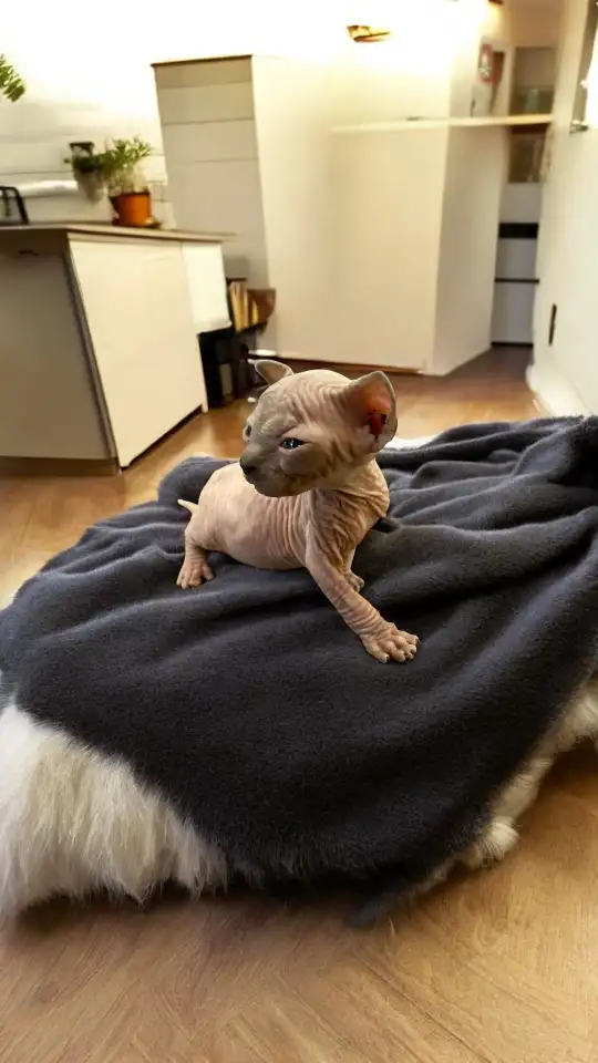 Котята канадского сфинкса, фотография 5