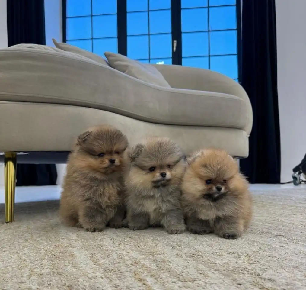 Миниатюрные щенки померанского шпица., фотография 1