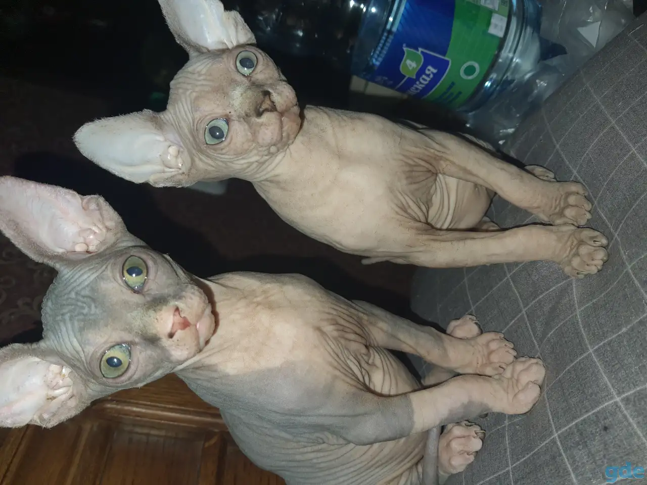Продаются котята, фотография 2