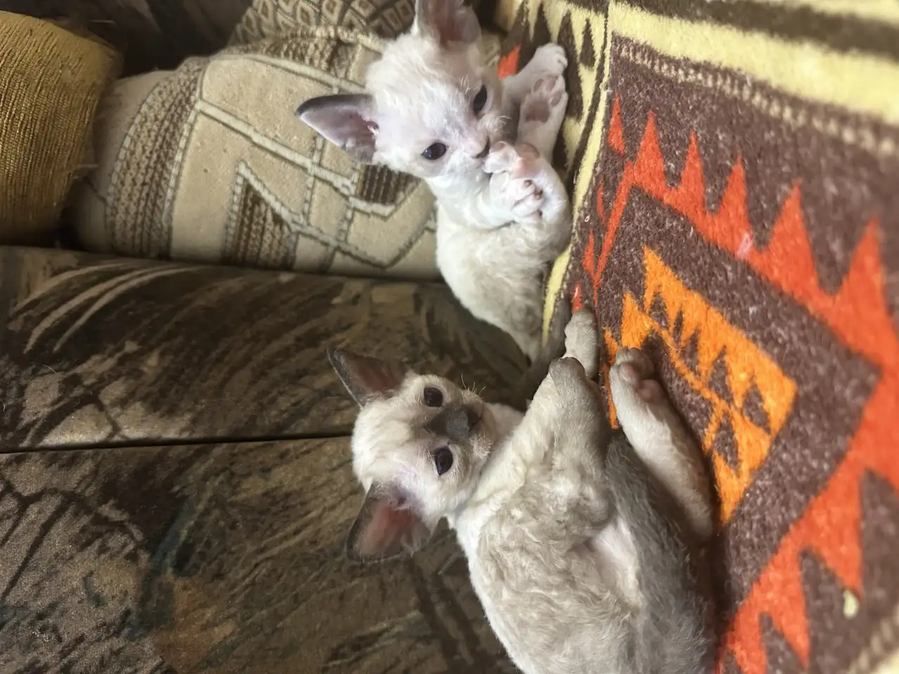 Котята Девон рекс, фотография 7